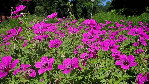 Pink flowers Stock-Footage 139197365
