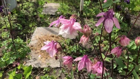 Pink flowers Stock Footage 141881427
