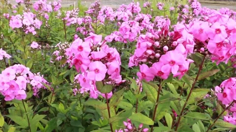 Pink flowers Stock Footage 146545465