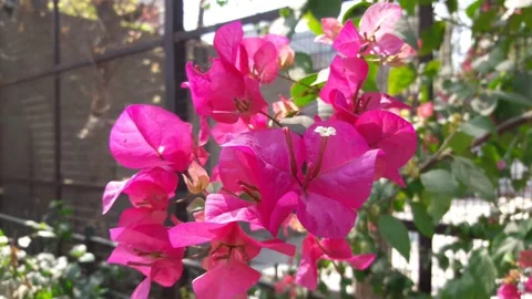 Pink flowers Stock Footage 155542184