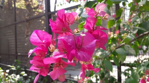 Pink flowers Stock Footage 155542186