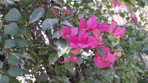 Pink flowers Stock Footage 155542234