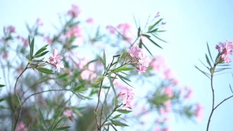 PINK FLOWERS  Stock Footage 157925706