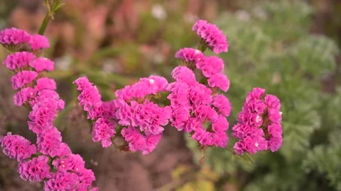 Pink Flowers Stock Footage 172569846