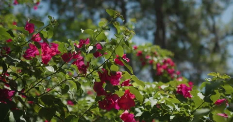 Pink Flowers Stock Footage 182630730