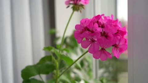 Pink flowers Stock Footage 184968283