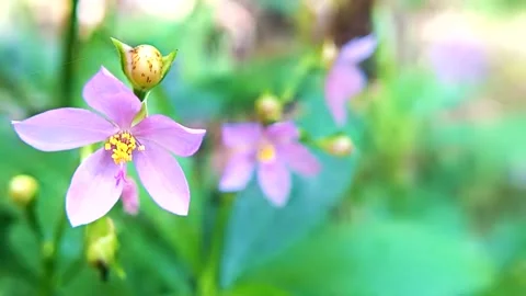 Pink flowers Stock Footage 209512534