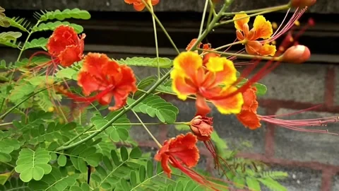 Pink flowers Stock Footage 211559045