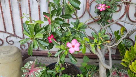 Pink flowers Stock Footage 211922256