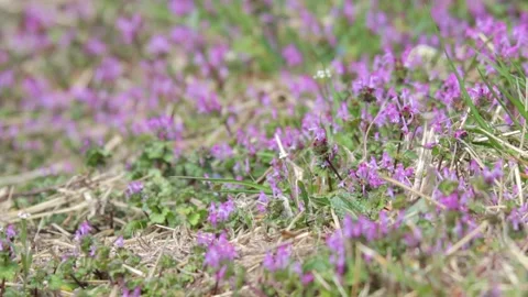 Pink flowers Stock Footage 235170691
