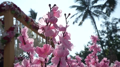Pink Flowers Stock Footage 247262329