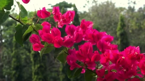Pink flowers Stock Footage 250504398