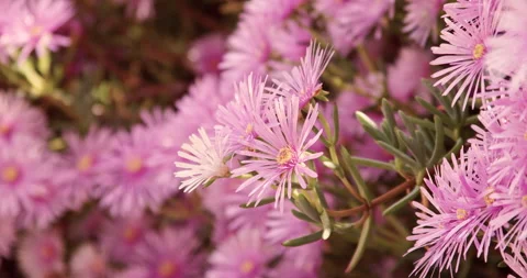 Pink Flowers 스톡 동영상 276136645