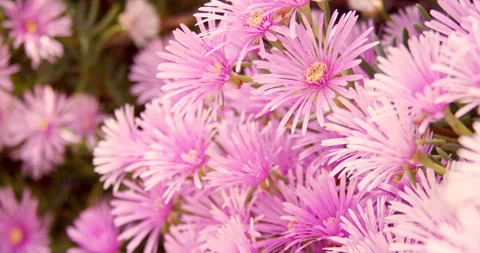 Pink Flowers Stock Footage 276137417