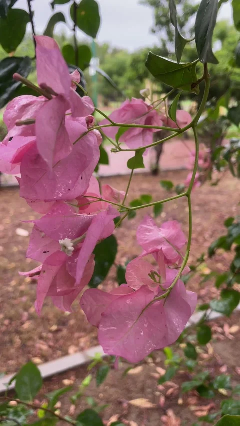 Pink flowers Stock Footage 280641469