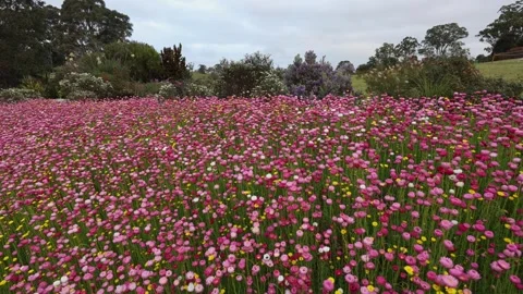 Pink flowers Stock Footage 285324162