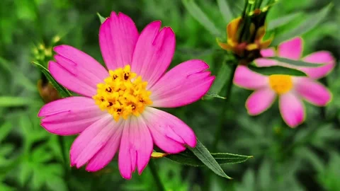 Pink Flowers 스톡 동영상 310618452