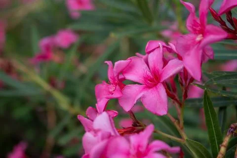 Pink flowers on footpath with leaves Stock Photos