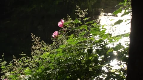 Pink flowers in the forest Stock Footage 310345900