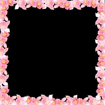 Pink flowers as a frame. Clean empty black background. Blank for greeting mes Stock Photos