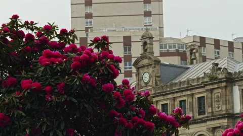Pink flowers frame historic clock tower Vídeos de archivo 338292057