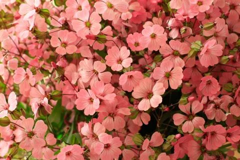 Pink flowers full frame background Stock Photos