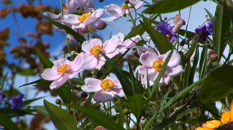 Pink Flowers in Garden Stock Footage 33604944