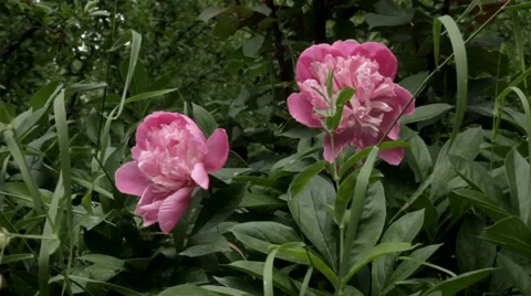 Pink flowers in garden. Video stock 34755065