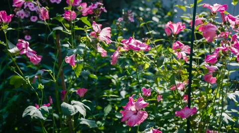 Pink flowers in a garden Video stock 67514931