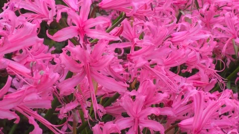 Pink flowers in a garden Stock Footage 82045995