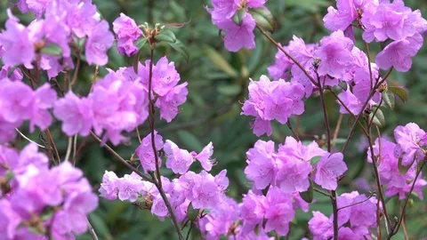 Pink flowers in the garden Stock Footage