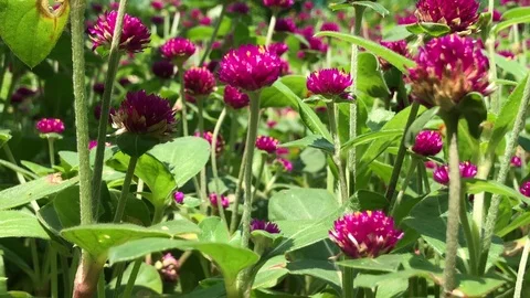 The pink flowers in the garden. Stock Footage