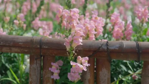 Pink Flowers in the garden Stock Footage 236334192