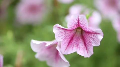 Pink flowers in the garden Stock Footage 310079728
