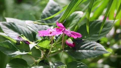 Pink flowers in the garden Video stock 310079967
