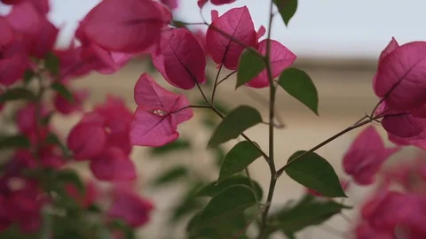 Pink flowers in the garden in the wind, spring bloom Stock Footage 128176930