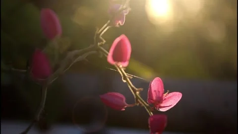 Pink Flowers | Golden Hour | Nature Footage | Beautiful Plants Stock Footage