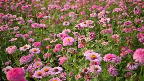 Pink flowers in green grass Stock Footage 314908577