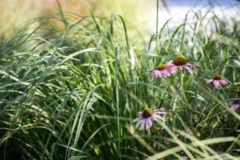Pink flowers in green grass Stock Photos