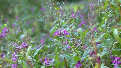 Pink flowers in green leaf background Stock Footage 319559339