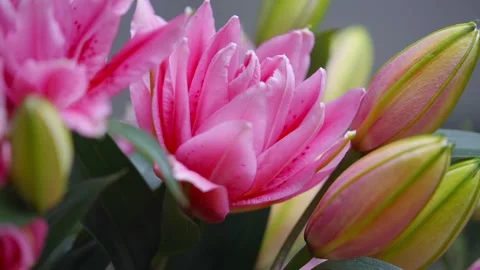 Pink flowers with green stems Stock Footage 297775666