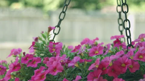Pink Flowers hanging up Stock Footage 59821691