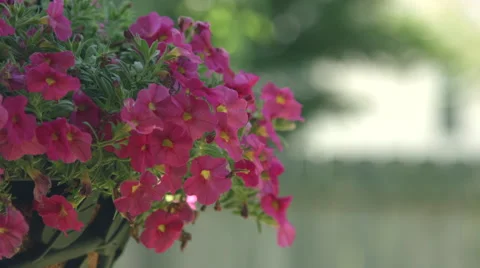 Pink Flowers hanging up Video stock 59822509