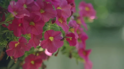 Pink Flowers hanging up Stock Footage 59822815