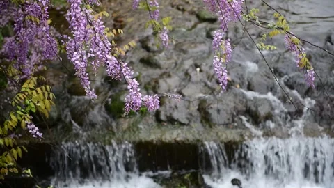 Pink Flowers Hanging Over Small Waterfall Cascading On Rocks Stock Footage 339639972