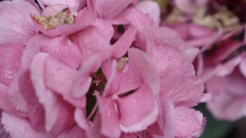 Pink flowers of hydrangea close-up. shallow DOF Stock Footage 116593165