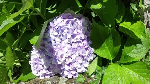 Pink flowers of hydrangea. Hydrangea macrophylla - Beautiful bush of hydrangea Stock Footage 114633277