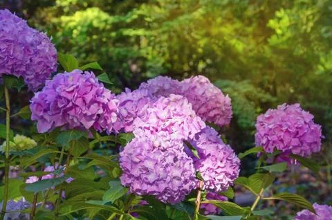 Pink flowers of hydrangea  (  Hydrangea macrophylla ) in garden Stock Photos