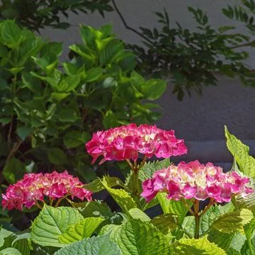 Pink flowers of hydrangea ( Hydrangea macrophylla ) in garden Stock Photos