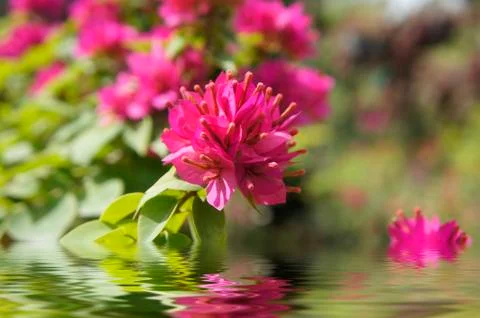 Pink flowers Stock Illustration